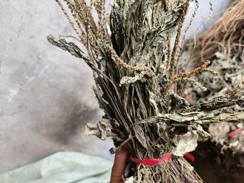 车前草，产地大量供应