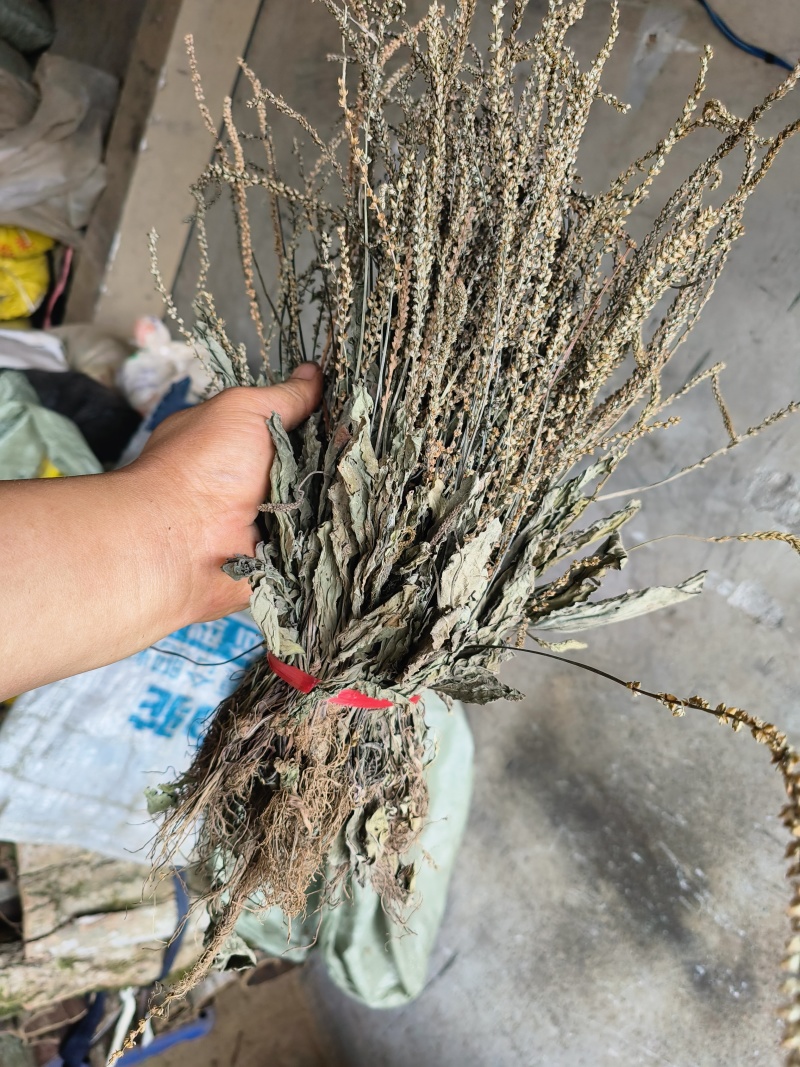 车前草，产地大量供应