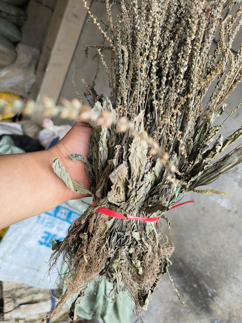 车前草，产地大量供应