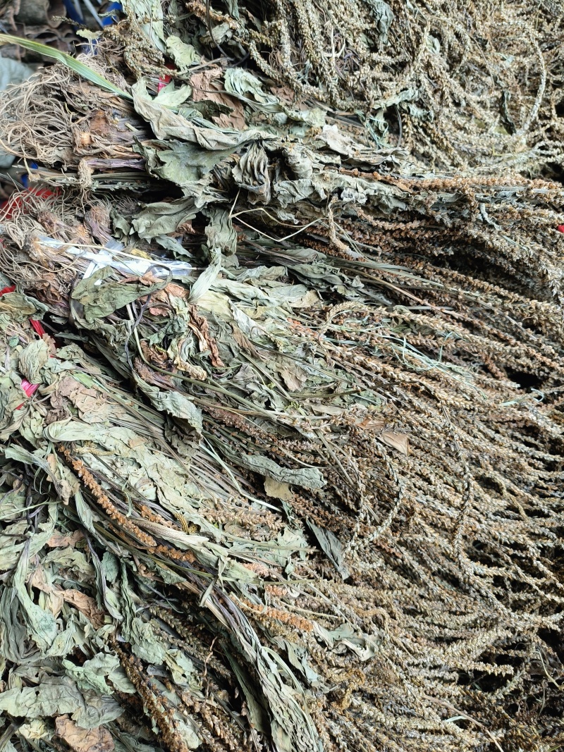 车前草，产地大量供应