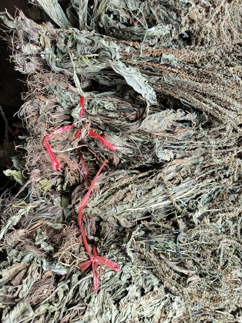 车前草，产地大量供应