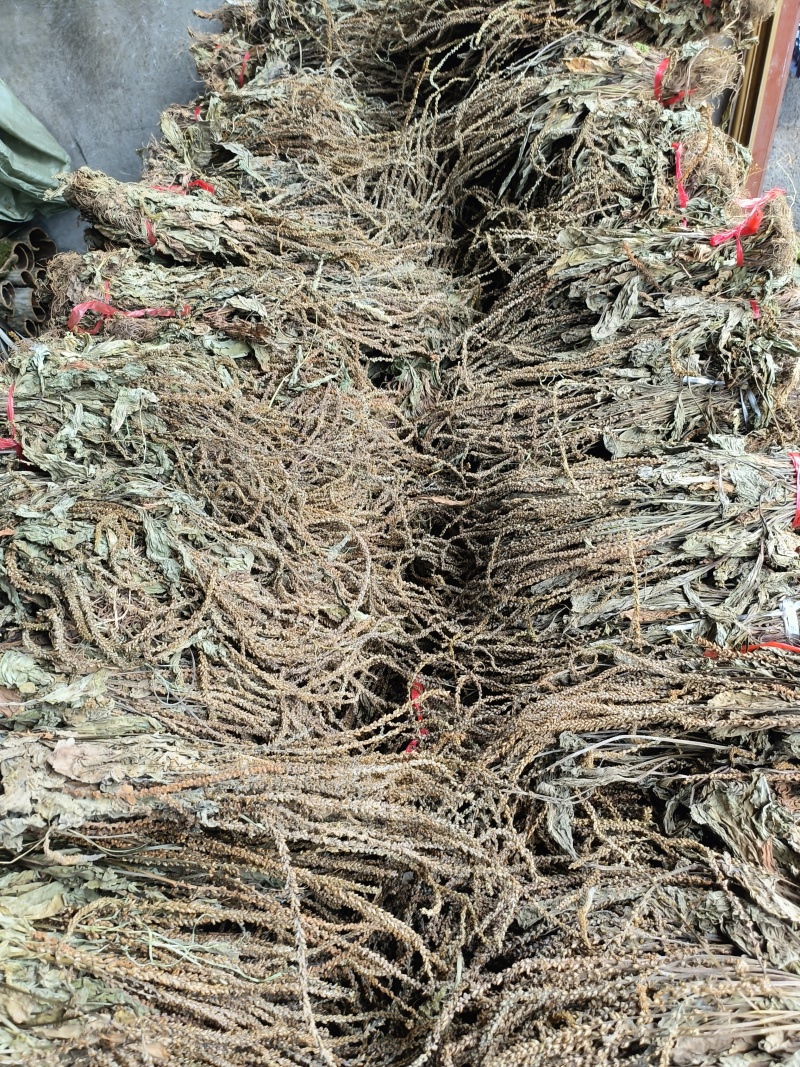 车前草，产地大量供应