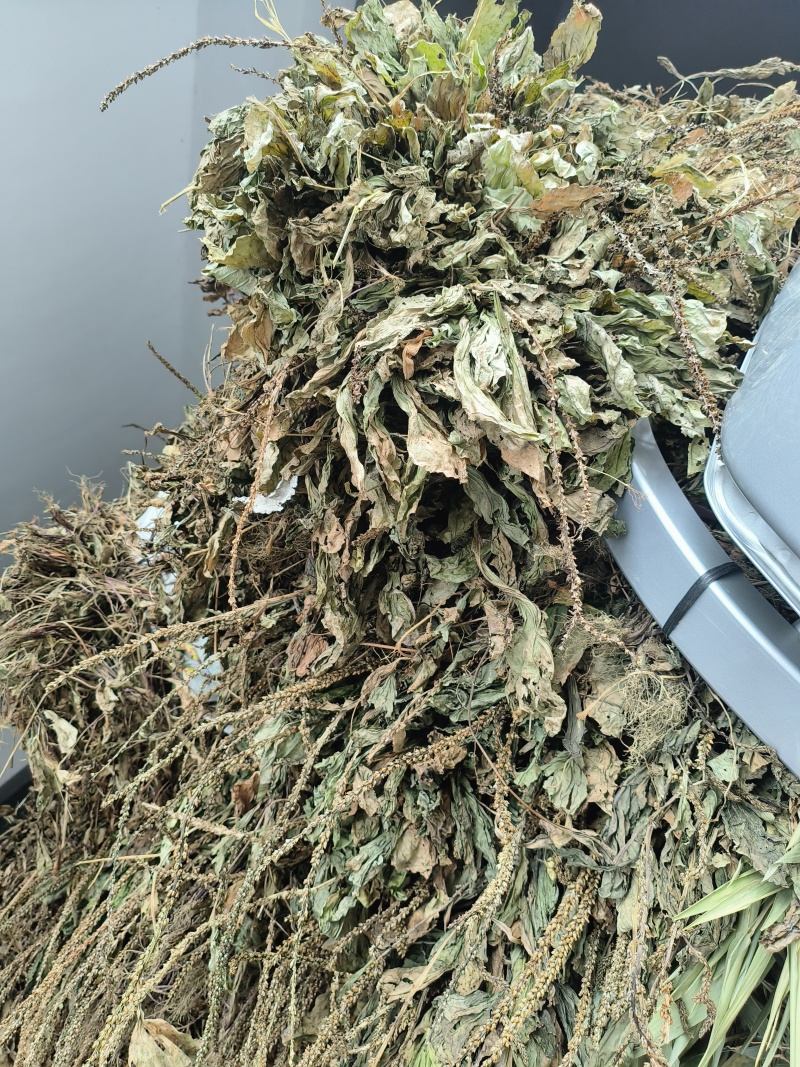 车前草，产地大量供应