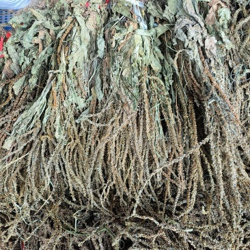 车前草，产地大量供应