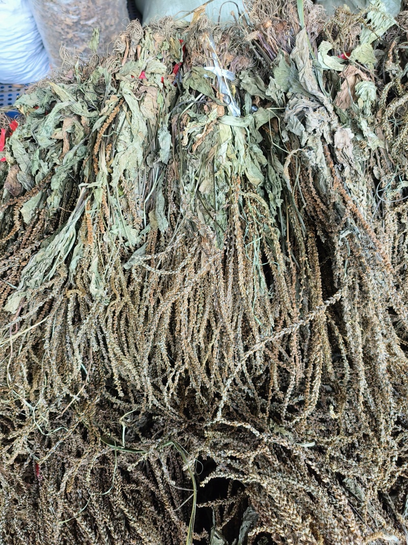 车前草，产地大量供应
