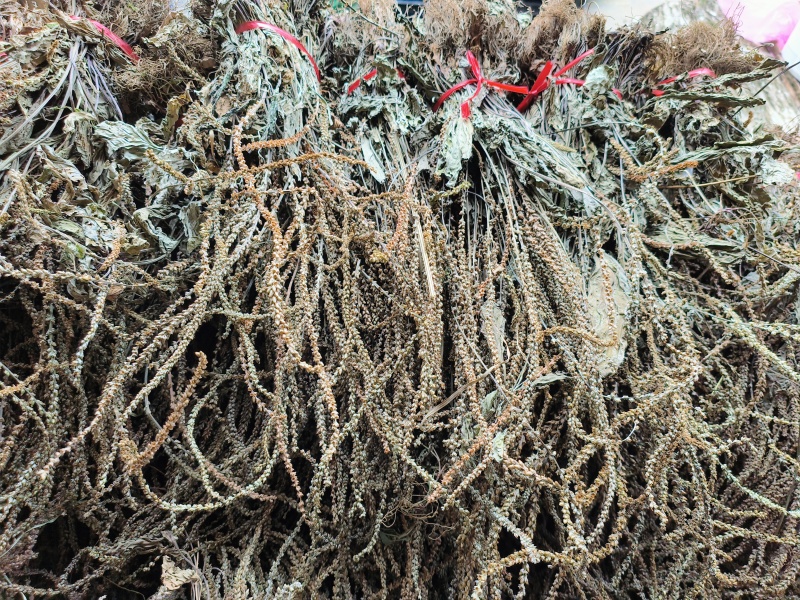 车前草，产地大量供应