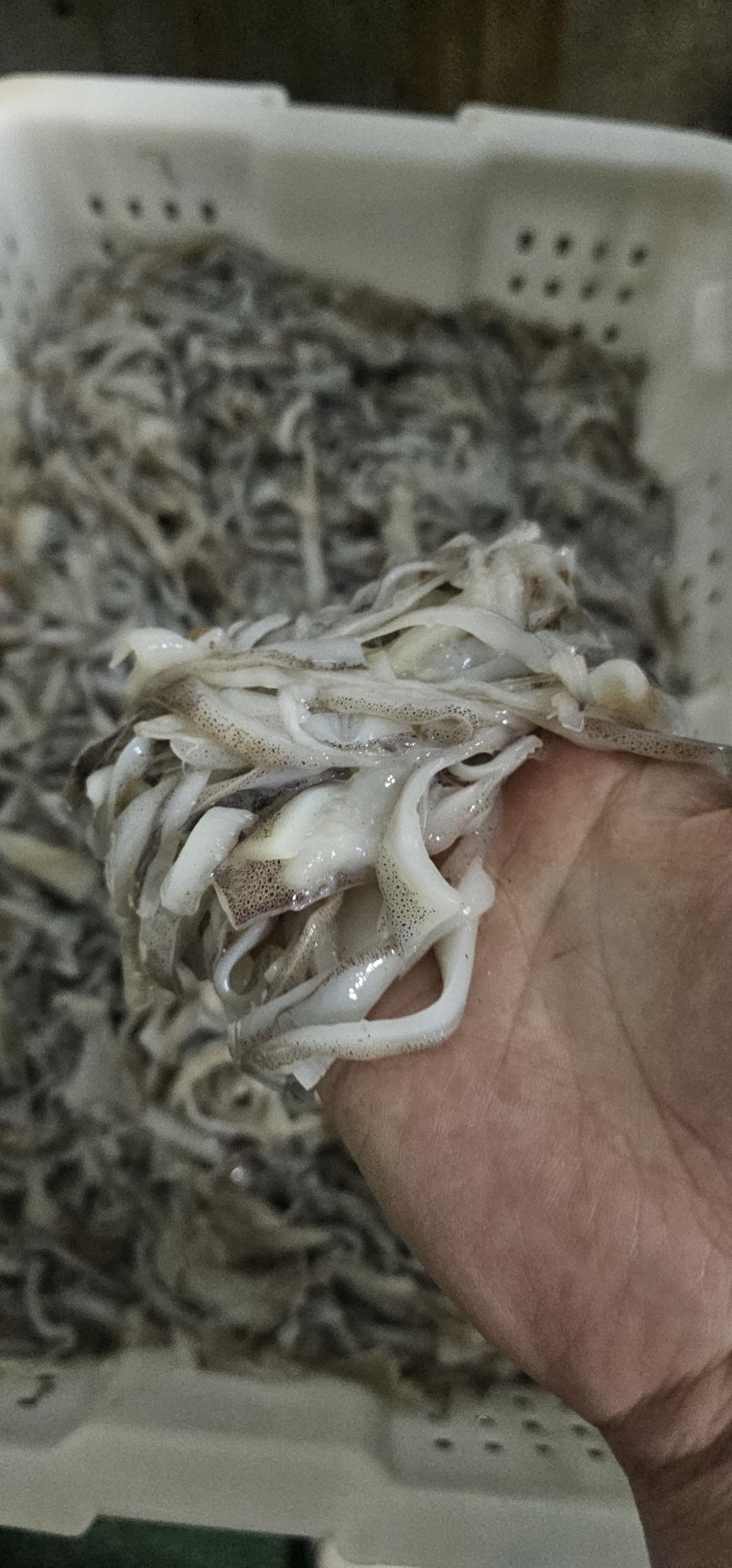 真鱿阿尤鱿鱼原汁口边，不泡水！品质保证支持视频看货