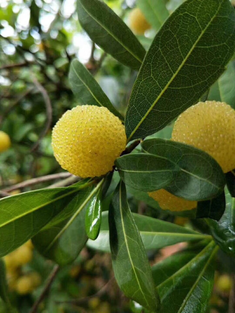 白杨梅金灶高山珍珠白梅现摘现发