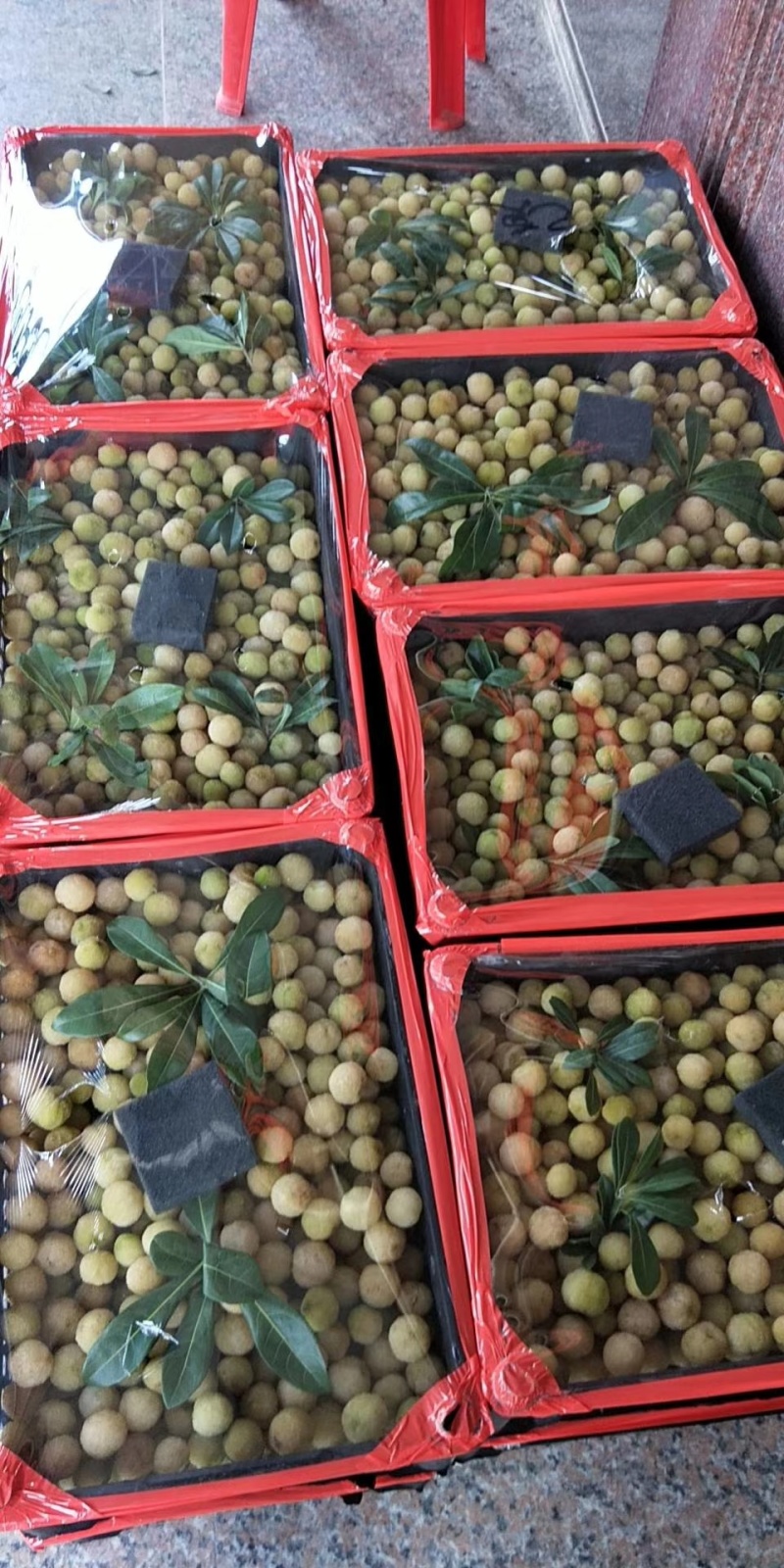 白杨梅金灶高山珍珠白梅现摘现发