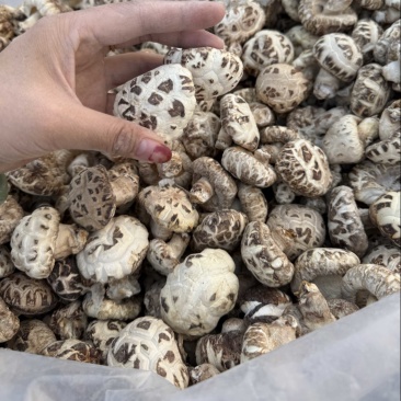 包邮白花菇3-4厘米小花菇2026新货