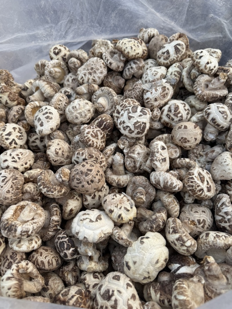 包邮白花菇3-4厘米小花菇2026新货