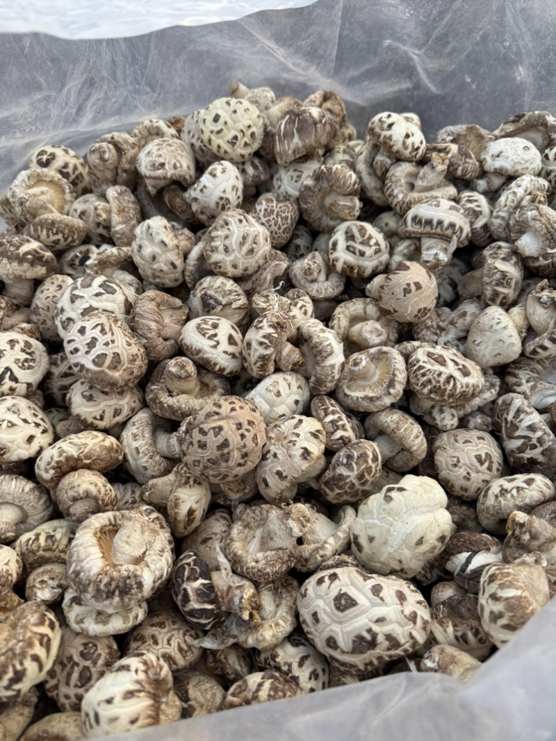 包邮白花菇3-4厘米小花菇2026新货