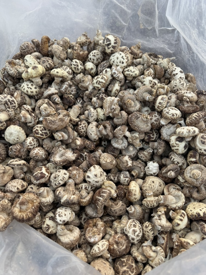 包邮白花菇3-4厘米小花菇2026新货
