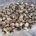 包邮白花菇3-4厘米小花菇2026新货