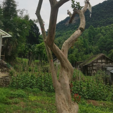 遵义播州区造型紫薇花