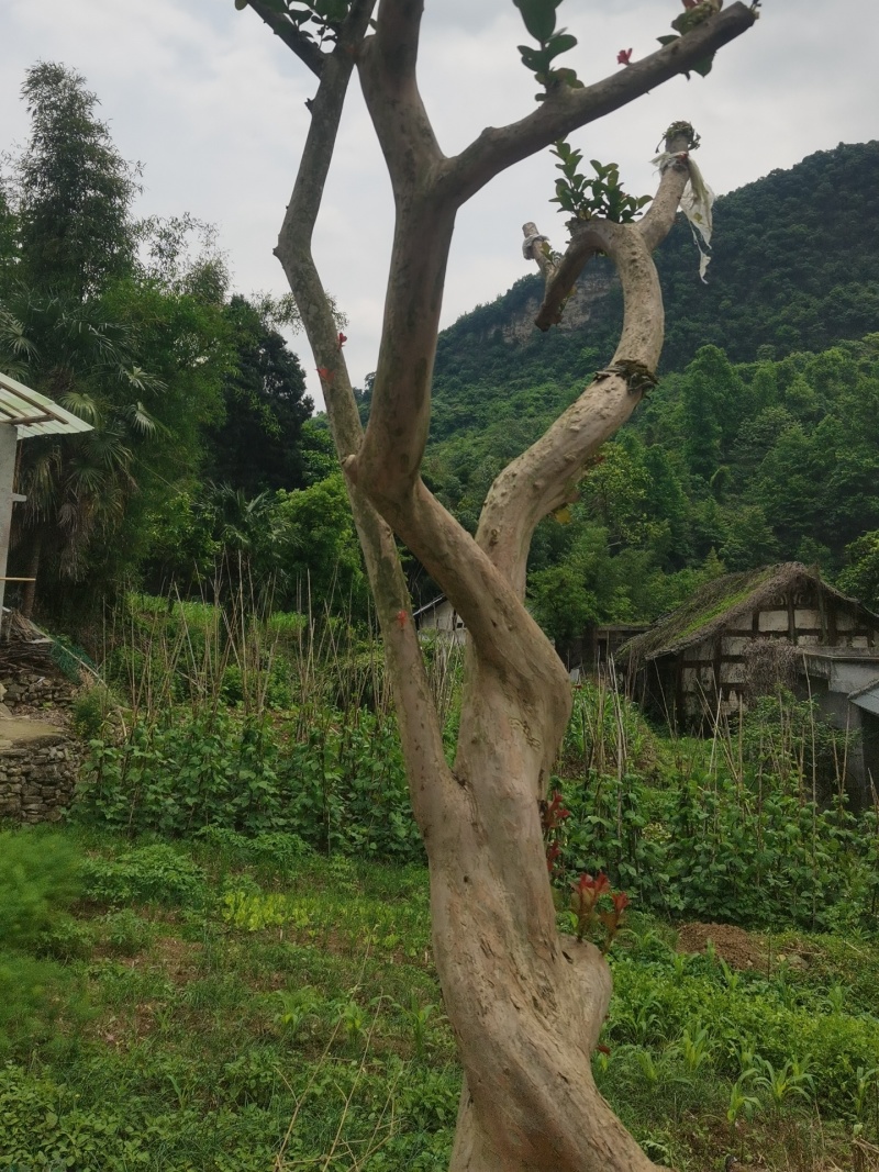遵义播州区造型紫薇花