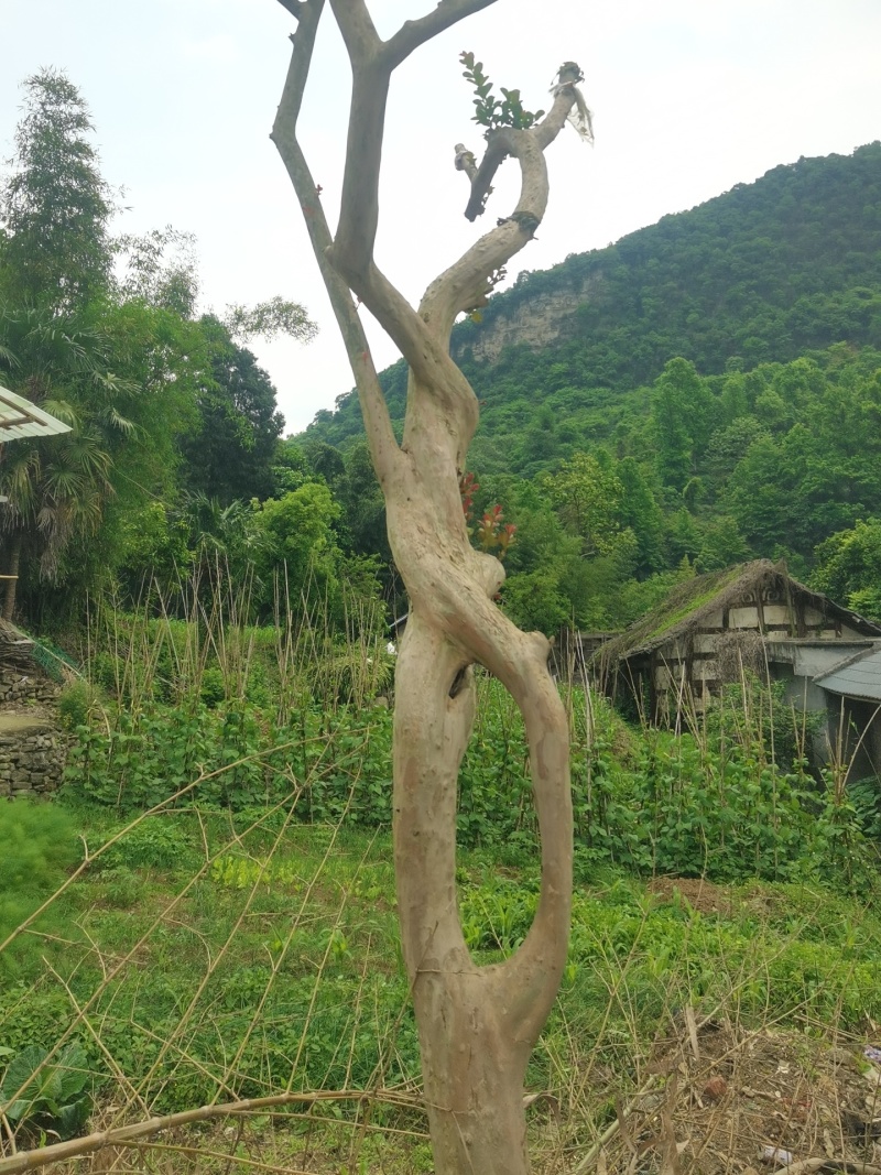 遵义播州区造型紫薇花