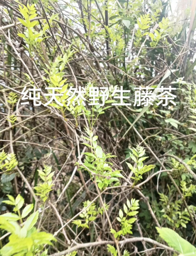 井冈山野生藤茶莓茶一百克双罐装支持直播达人及经销商一件代发
