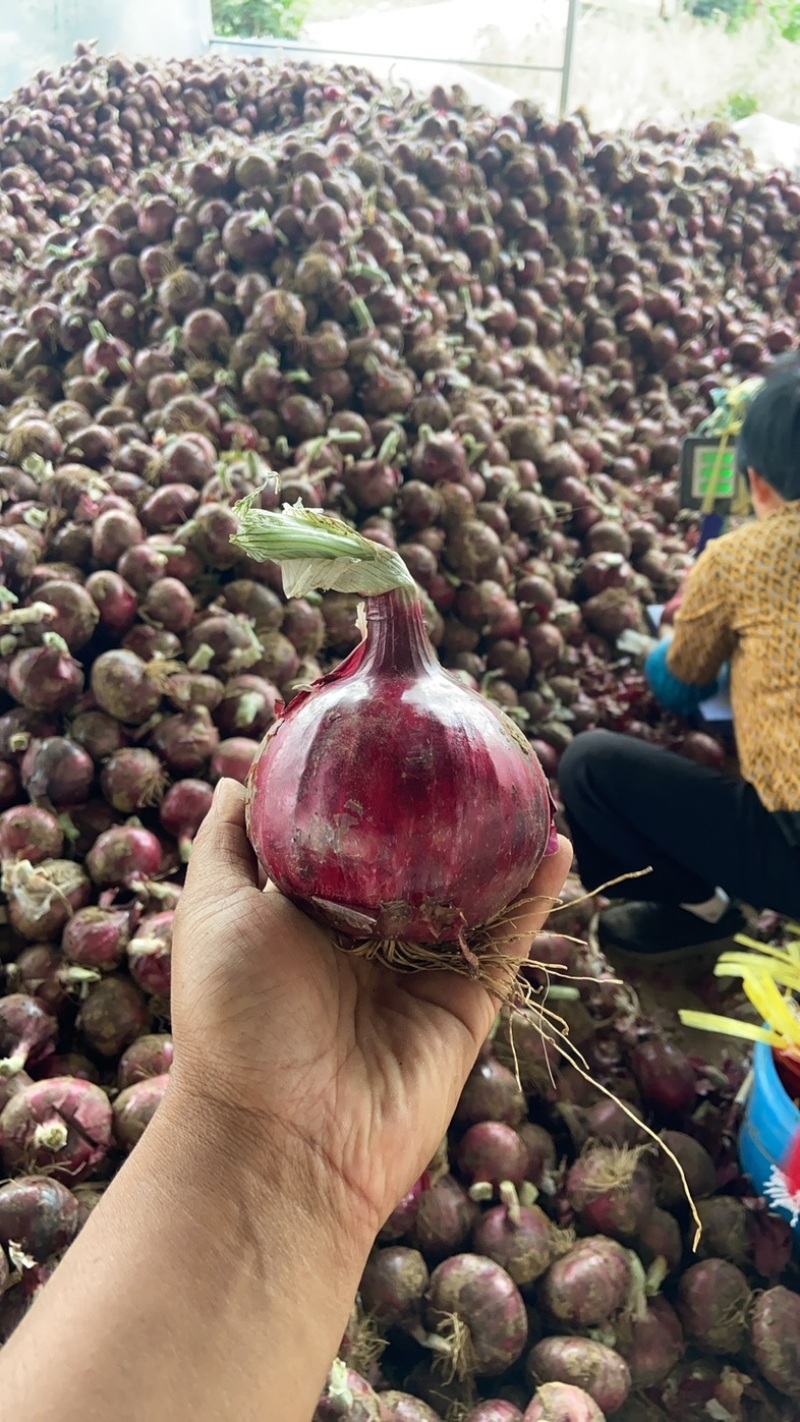 正宗水果圆葱大量上市
