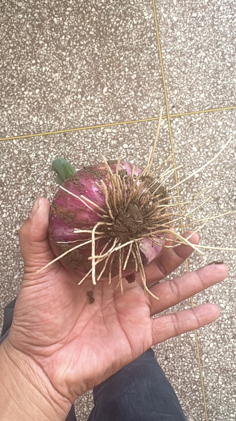 正宗水果圆葱大量上市
