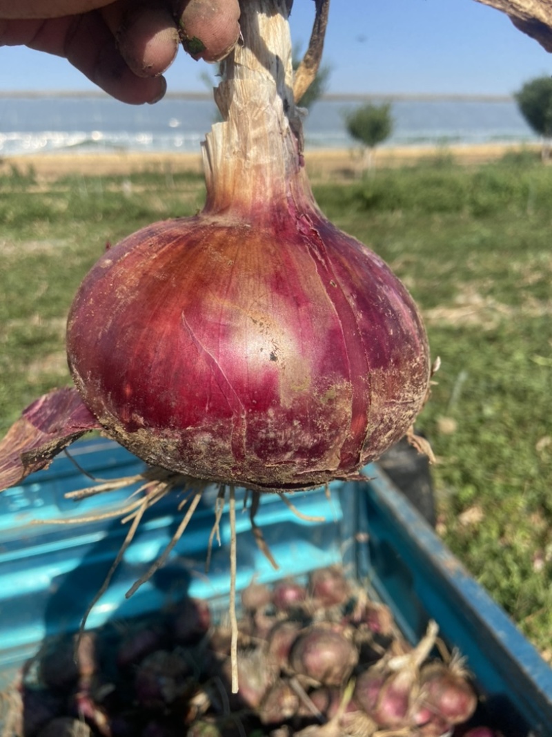 正宗水果圆葱大量上市