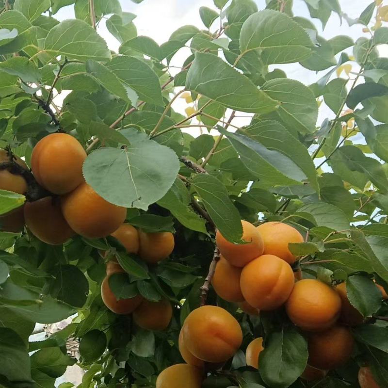 金太阳杏