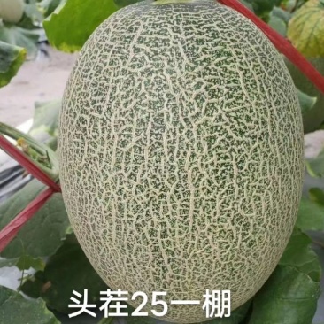 山东省聊城市莘县燕店镇香瓜基地