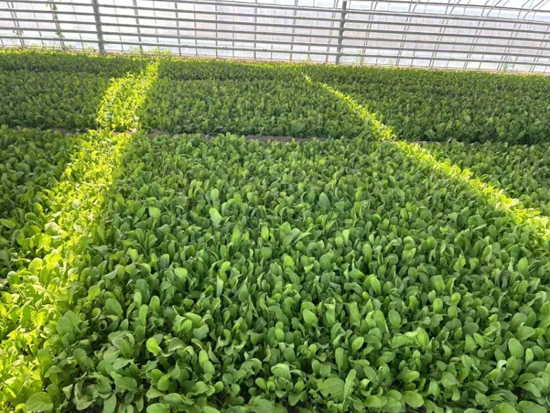 北京市大兴区芝麻菜产地直销全国发货大量供应上市中