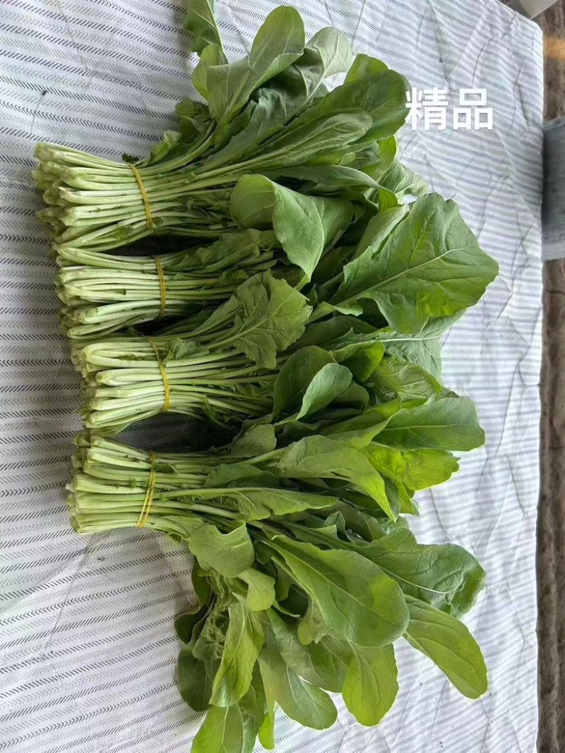 北京市大兴区芝麻菜产地直销全国发货大量供应上市中