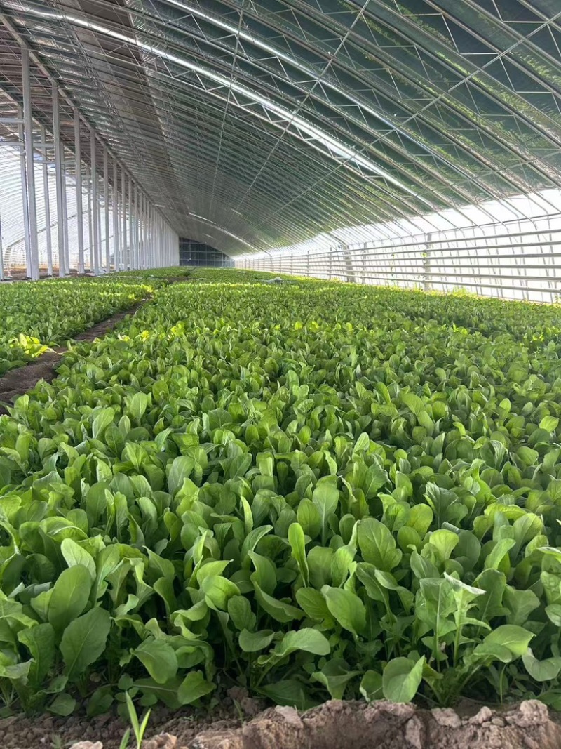 北京市大兴区芝麻菜产地直销全国发货大量供应上市中