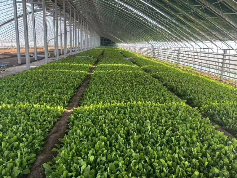 北京市大兴区芝麻菜产地直销全国发货大量供应上市中