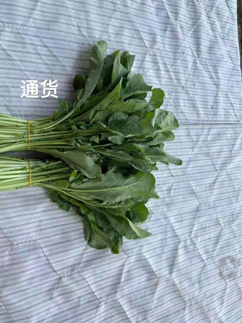 北京市大兴区芝麻菜产地直销全国发货大量供应上市中