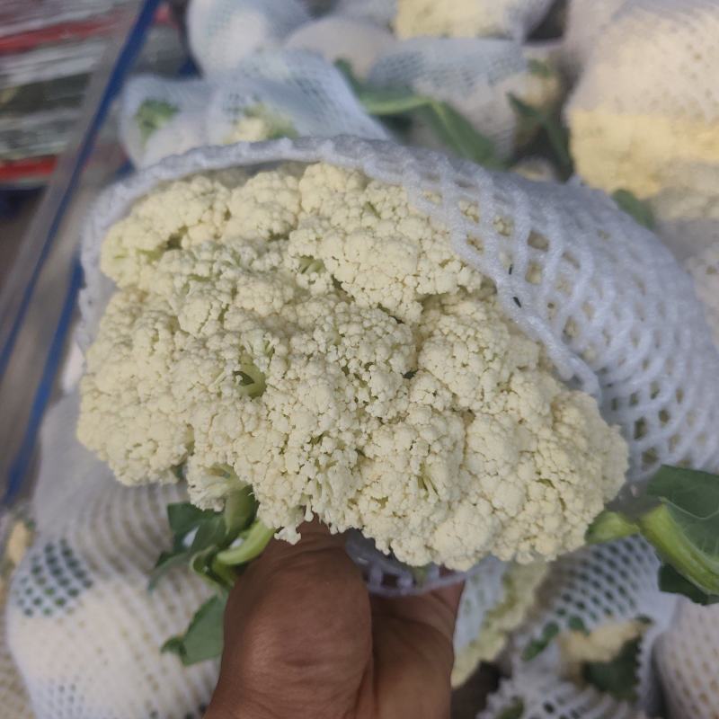 开封松花菜有机花菜花菜白面青梗小颗粒基地直发欢