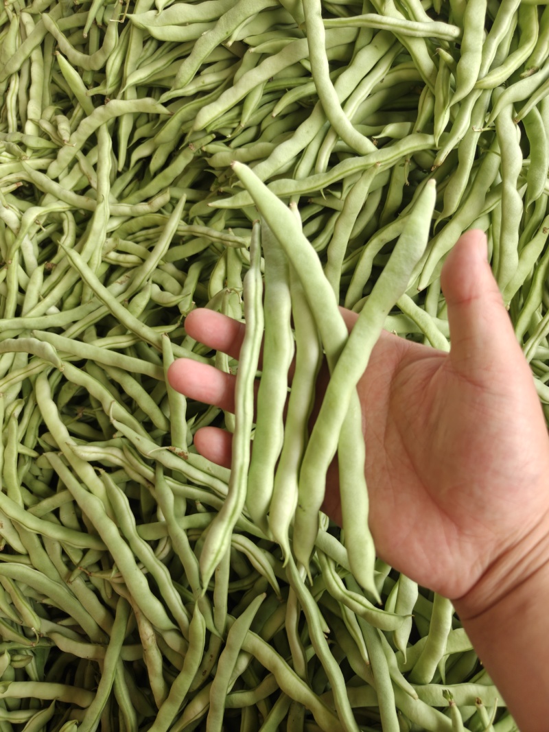 精品四季豆长条型饱满的质量好，对接批发市场电商商超