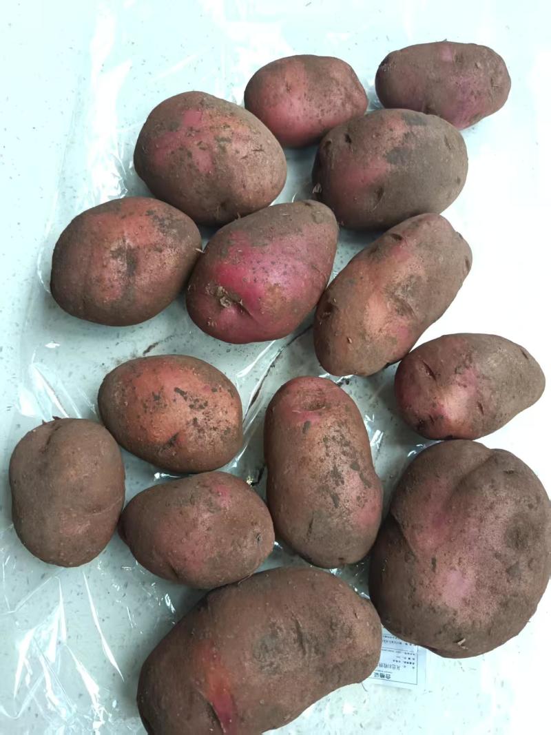 后旗红皮土豆，大量接单产地直发量大从优欢迎来电