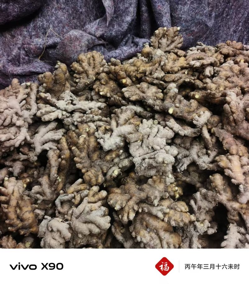 凤头姜