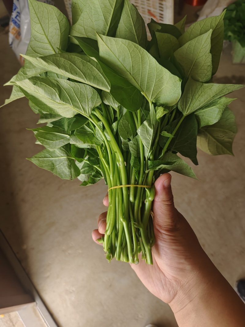 湖北红薯叶大量上市！每天几千斤，供应批发