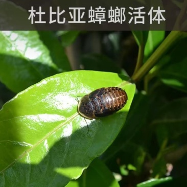 2.杜比亚活体饲料大亚中亚小亚齐全爬宠龙鱼专用量大从优