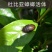 2.杜比亚活体饲料大亚中亚小亚齐全爬宠龙鱼专用量大从优