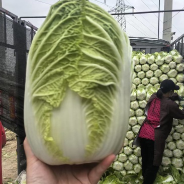 黄心白菜