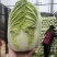 黄心白菜