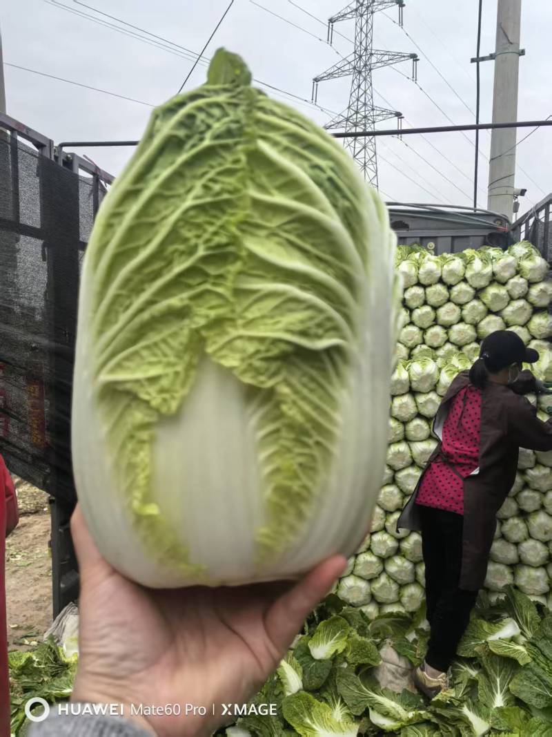 黄心白菜