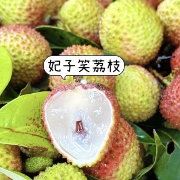 （一件代发）海南妃子笑