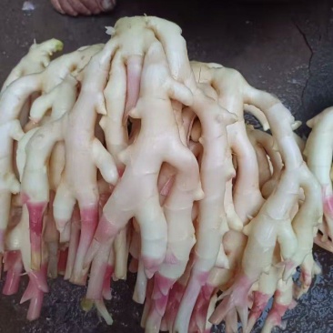 石塘子姜