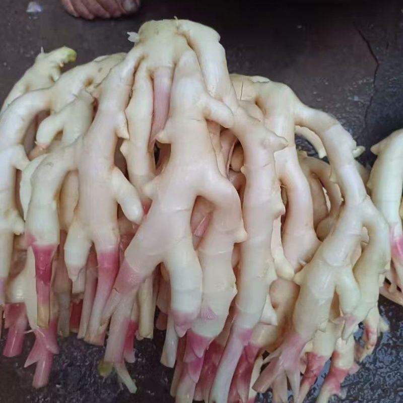 石塘子姜