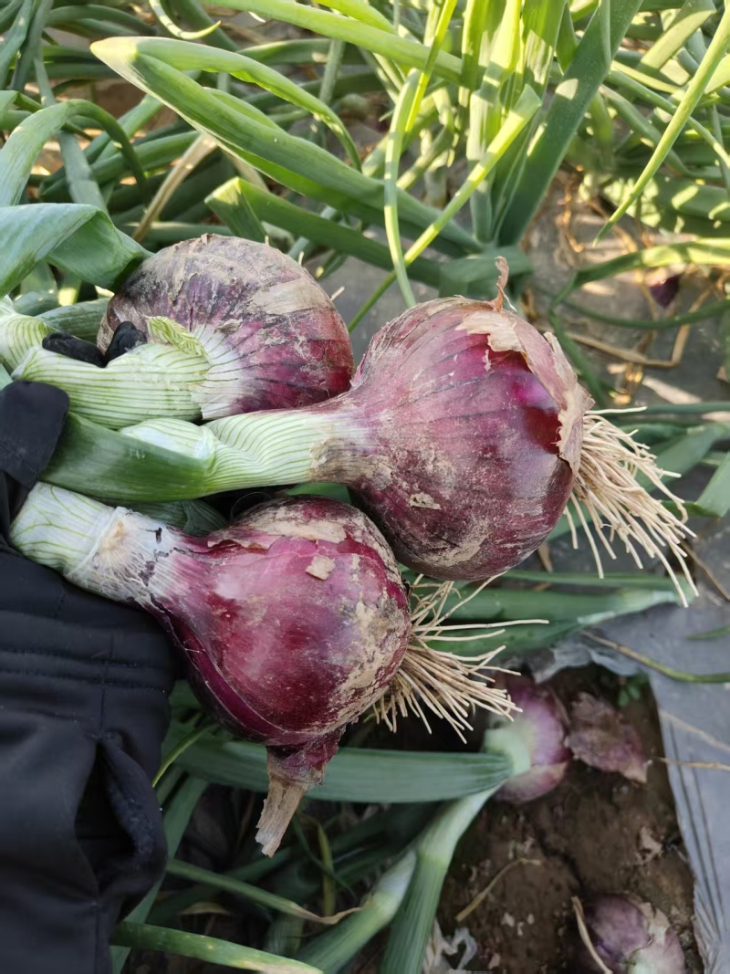 通许二红洋葱大量供应
