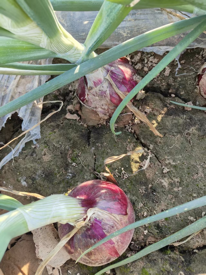 通许二红洋葱大量供应