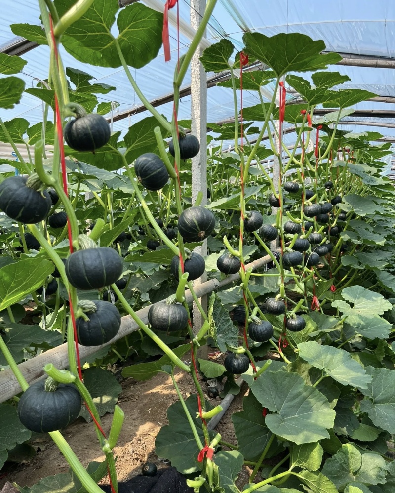 贝贝南瓜大量供应品质优基地直供可视频看货欢迎咨询