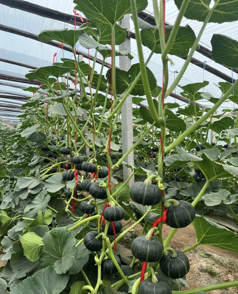 贝贝南瓜大量供应品质优基地直供可视频看货欢迎咨询
