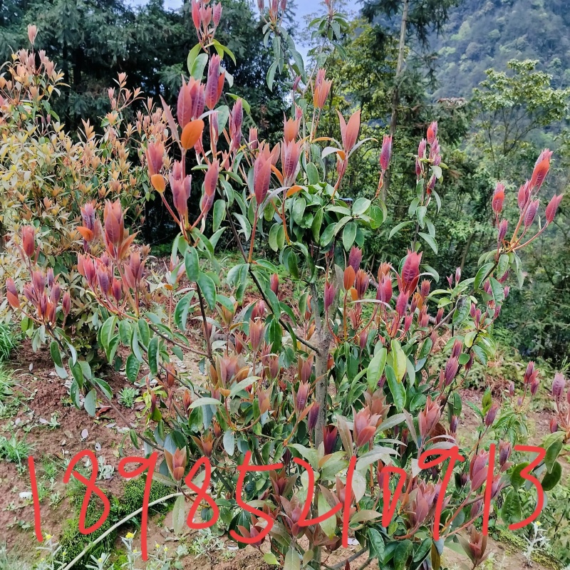 老鹰茶